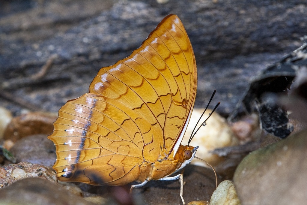 Malay Rajah