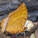 Charaxes distanti - Photo (c) dhfischer, algunos derechos reservados (CC BY-NC), subido por dhfischer