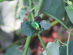 Calomacraspis splendens