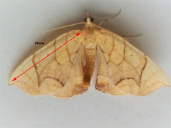 Eulithis gracilineata