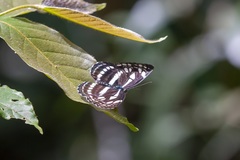 Neptis duryodana