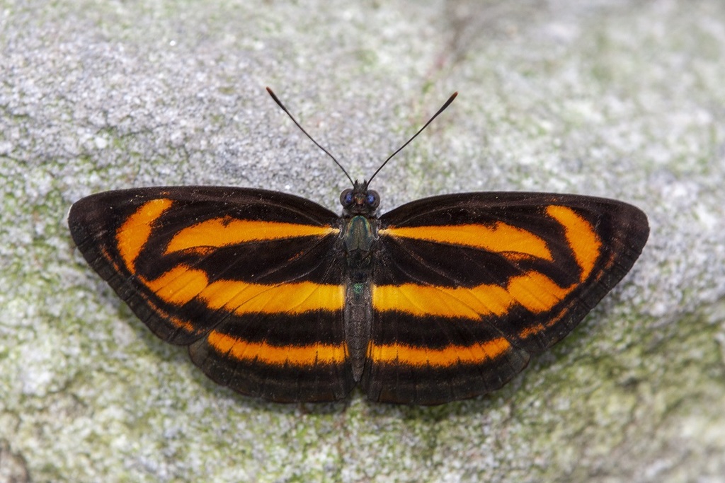 Small Yellow Sailer