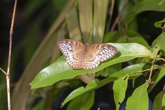 Tanaecia aruna