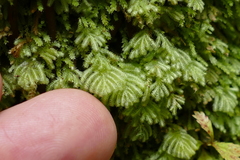 Catharomnion ciliatum