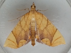 Eulithis gracilineata