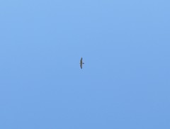 Falco peregrinus