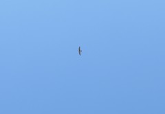 Falco peregrinus