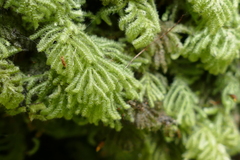 Catharomnion ciliatum