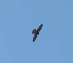 Falco peregrinus