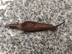 Ostracolethinae