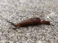 Ostracolethinae