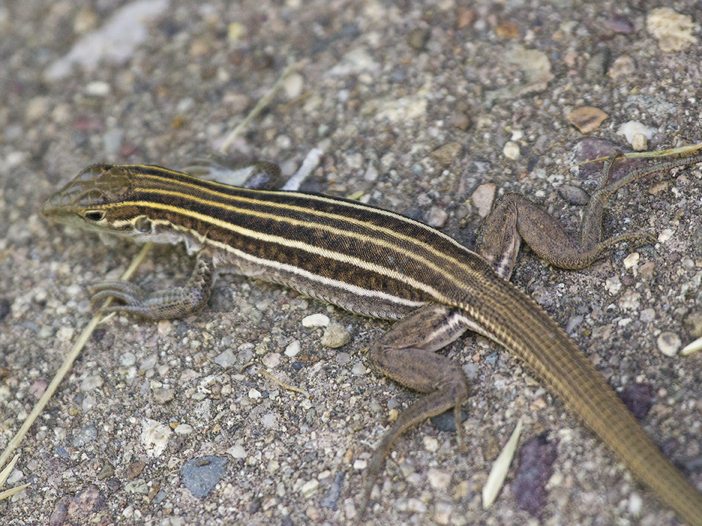 Sonoran Spotted Whiptail (Lizards Of Highlands Center For Natural ...