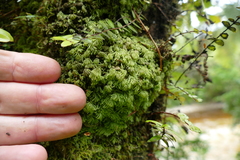 Catharomnion ciliatum