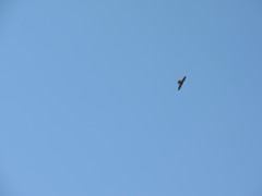 Falco peregrinus