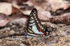 Graphium evemon