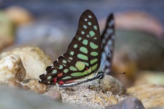 Graphium arycles