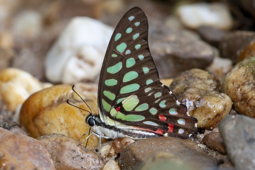 Photo of Spotted Jay (Graphium arycles)