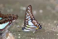Graphium bathycles