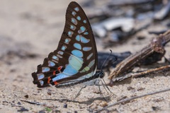 Graphium evemon