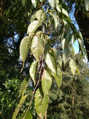 Carpinus viminea