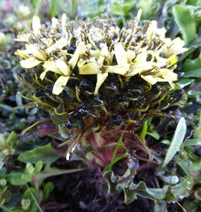 Soroseris hookeriana erysimoides