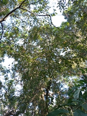 Carpinus viminea
