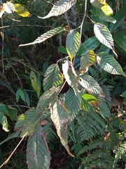 Carpinus viminea