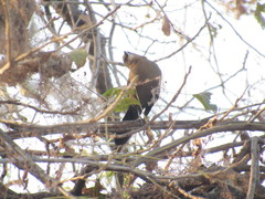 Quiscalus mexicanus