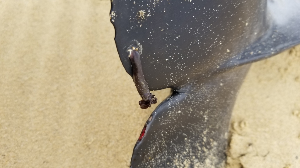 Pseudo-stalked Barnacle