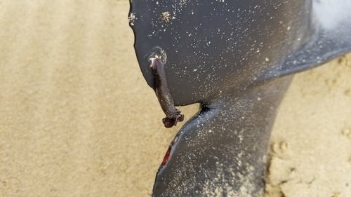 Pseudo-stalked Barnacle