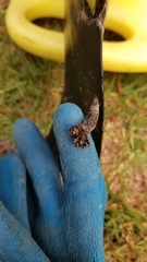 Xenobalanus globicipitis