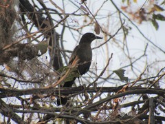 Quiscalus mexicanus
