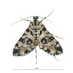 Conchylodes