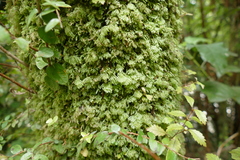 Catharomnion ciliatum