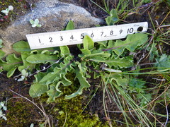 Soroseris hookeriana erysimoides