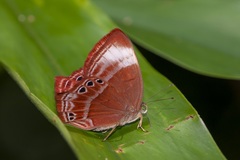 Abisara