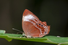 Abisara