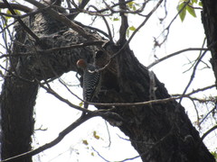 Melanerpes aurifrons