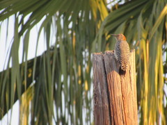Melanerpes aurifrons