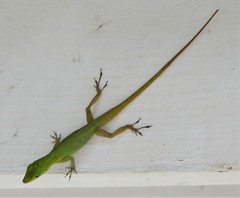 Anolis trinitatis