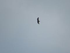 Cathartes aura