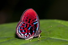 Paralaxita orphna