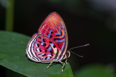 Paralaxita telesia