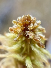 Sphagnum flavicomans