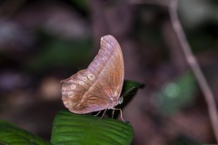Coelites epiminthia