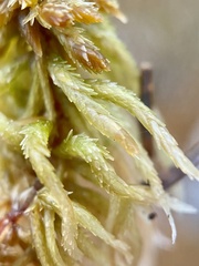 Sphagnum flavicomans