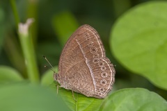 Mycalesis janardana