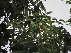 Pitangus sulphuratus