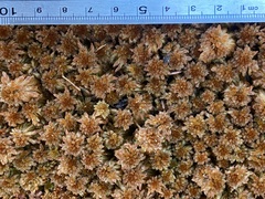 Sphagnum flavicomans