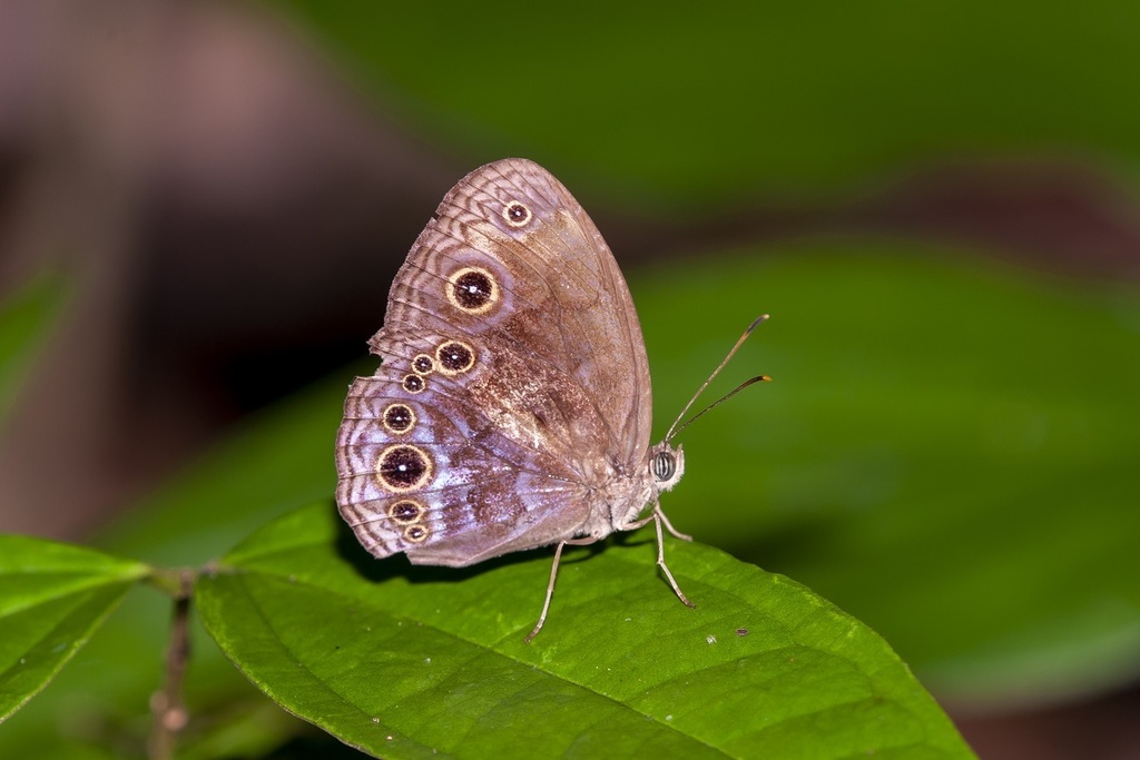 Bandless Bushbrown